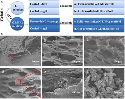 Factors Influencing the Interactions in Gelatin/Hydroxyapatite Hybrid Materials